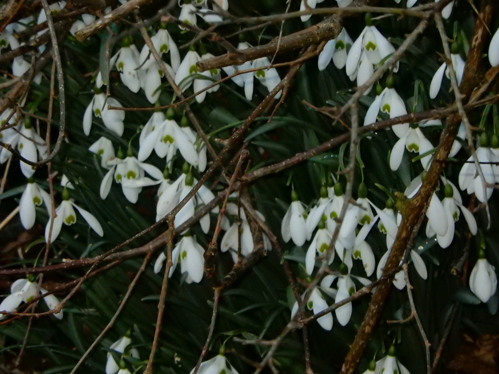 Snow drops  by snowy