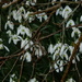 Snow drops  by snowy