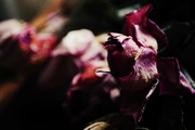 21st Feb 2015 - Dead Roses