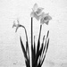Daffodils by stephomy
