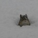 Chipmunk in the Snow by april16