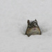 Chipmunk in Snow--Edited by april16