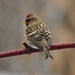 Common Redpoll by frantackaberry