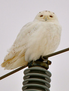 7th Feb 2015 - Snowy Owl