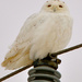 Snowy Owl by frantackaberry
