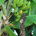 Plant genus Musa by rhoing