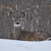 White-Tailed Deer by frantackaberry