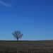 A not-quite-lonely tree on the road to Freeburg by rhoing