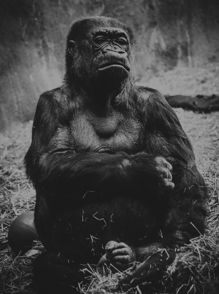 Gorilla Triste by epcello