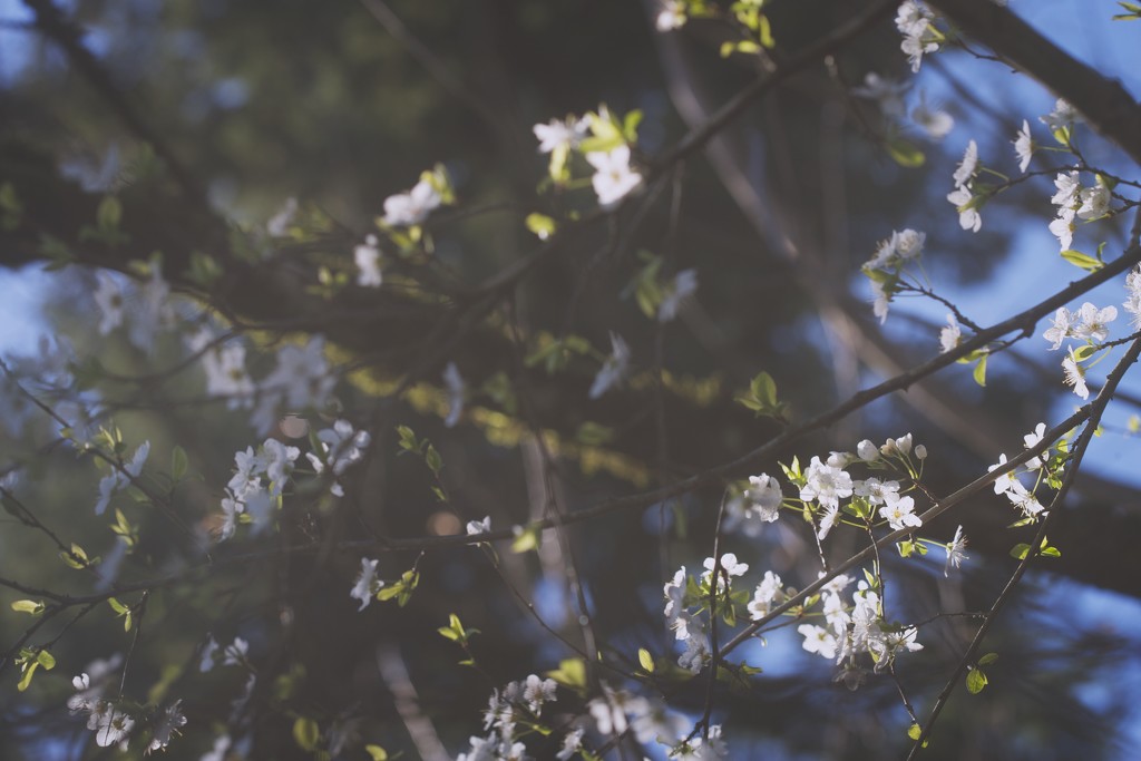 Blooms by tina_mac