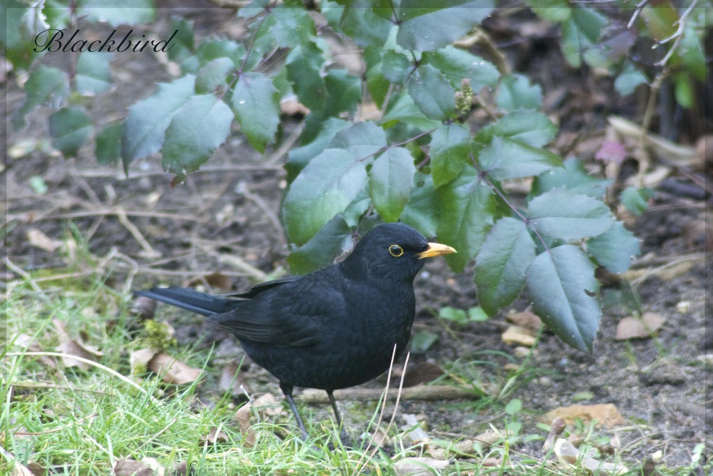 Blackbird by jamibann