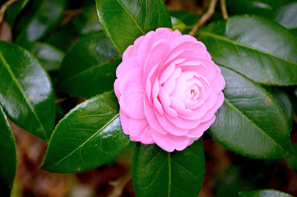 Camellia japonica, also called "Pink Perfection" and one can see why.  This bloom survived our recent hard freeze. by congaree