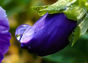 23rd Feb 2015 - Water Drop on a Pansy