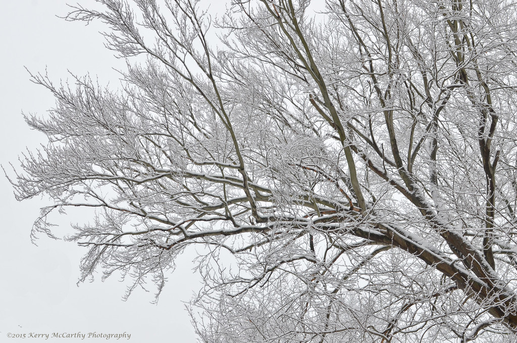 Snowy branches by mccarth1