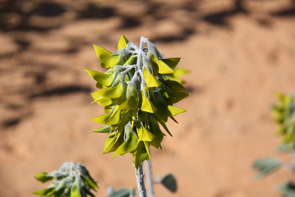 Desert Bloom by marguerita