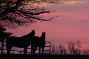 23rd Feb 2015 - Good Morning You Two