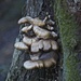 Toadstools on the old swing tree!! by padlock