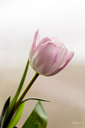 23rd Feb 2015 - Pink and white tulip