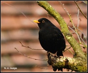 23rd Feb 2015 - Feathered friend - Mr Blackbird