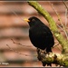 Feathered friend - Mr Blackbird by rosiekind