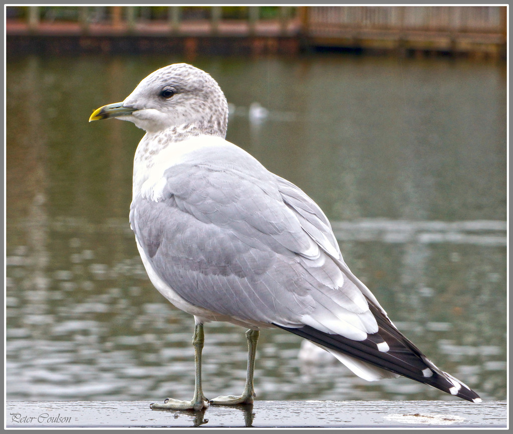 Common Seagull by pcoulson