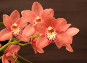 23rd Feb 2015 - orchids
