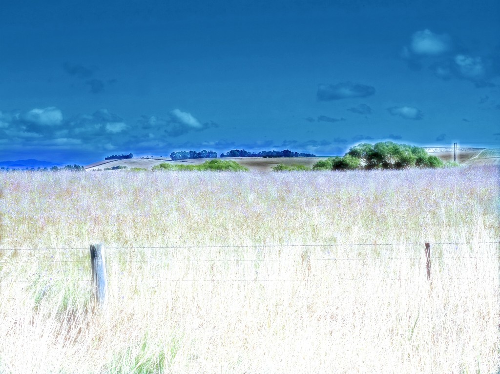 Fields of Blue by maggiemae