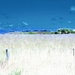 Fields of Blue by maggiemae