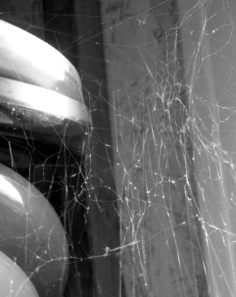 Spider Web in the Garage by daisymiller