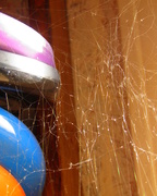 23rd Feb 2015 - time to clean the spider webs out