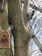 23rd Feb 2015 - Woodpecker in Waiting