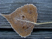2nd Nov 2010 - frosty leaf