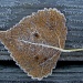 frosty leaf by rrt