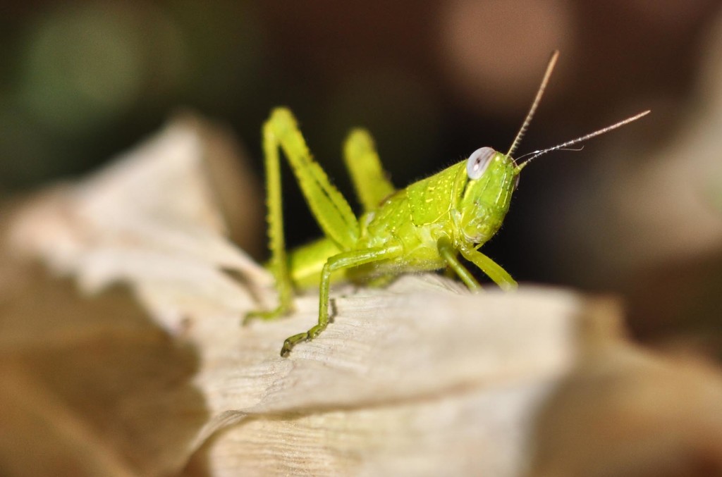 green grasshopper by winshez