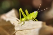 24th Feb 2015 - green grasshopper
