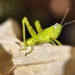 green grasshopper by winshez