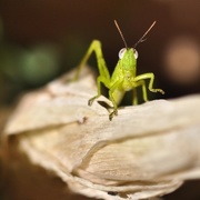 23rd Feb 2015 - green grasshopper
