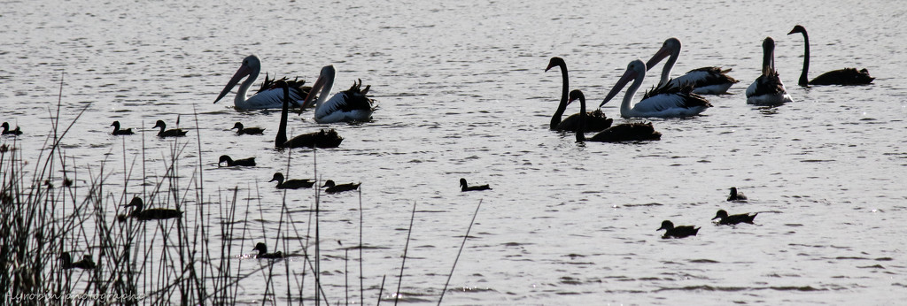 Peace in the wetlands by flyrobin