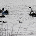 Peace in the wetlands by flyrobin