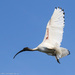 Ibis flight by flyrobin