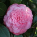 A Camellia Treasure in our Garden. by markandlinda