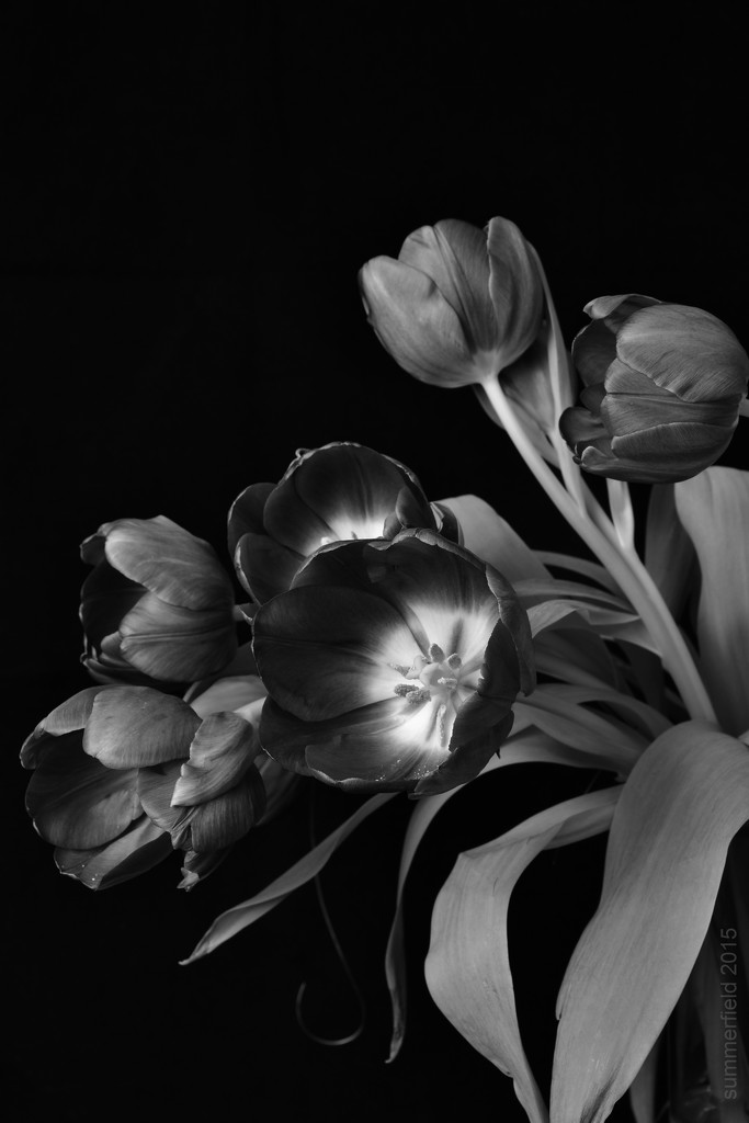 purple tulips in black and white by summerfield