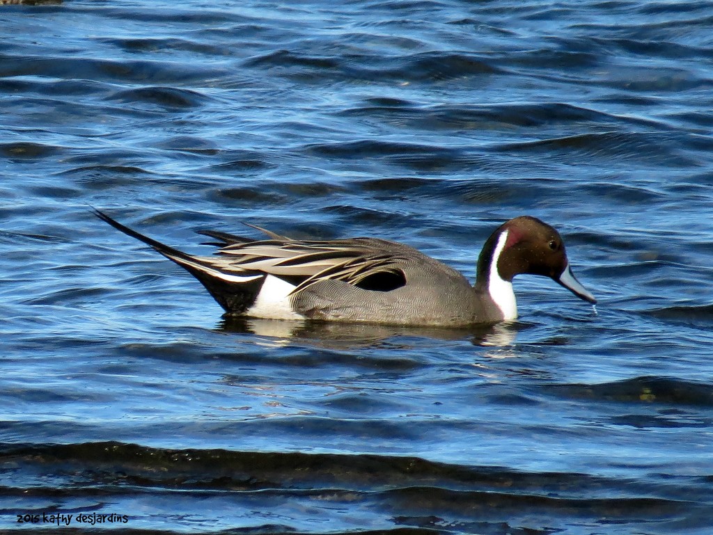 Male Northern Pintail by kathyo
