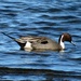 Male Northern Pintail by kathyo