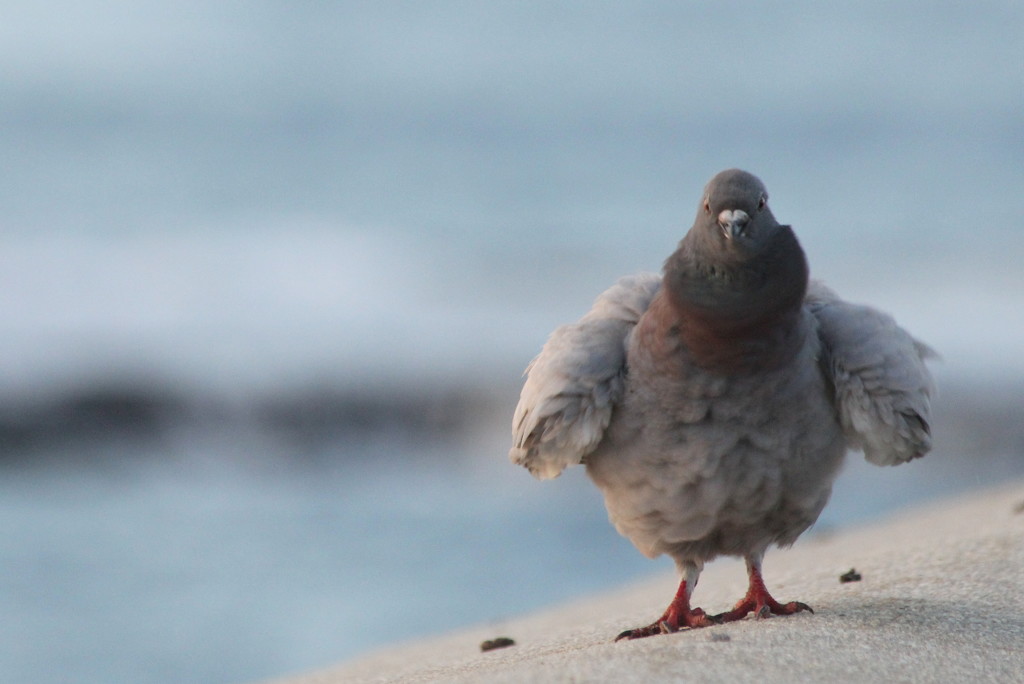Fluffed up pigeon. by gilbertwood