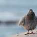 Fluffed up pigeon. by gilbertwood