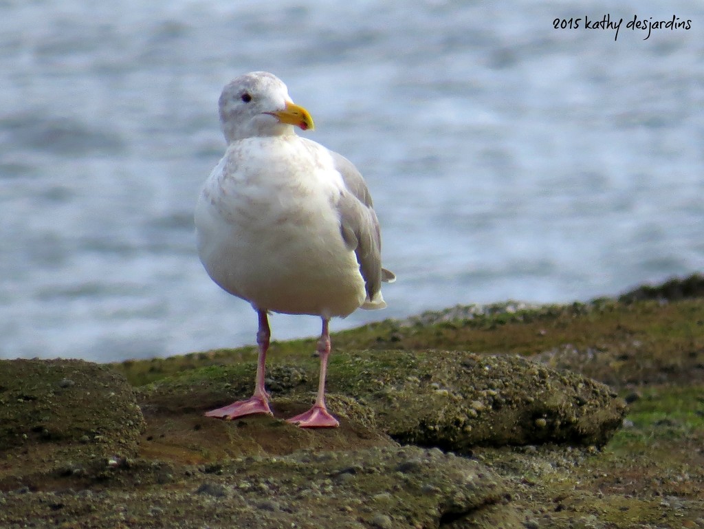 Seagull by kathyo