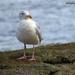Seagull by kathyo