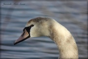 24th Feb 2015 - Juvenile Mute Swan