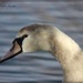 Juvenile Mute Swan by jamibann